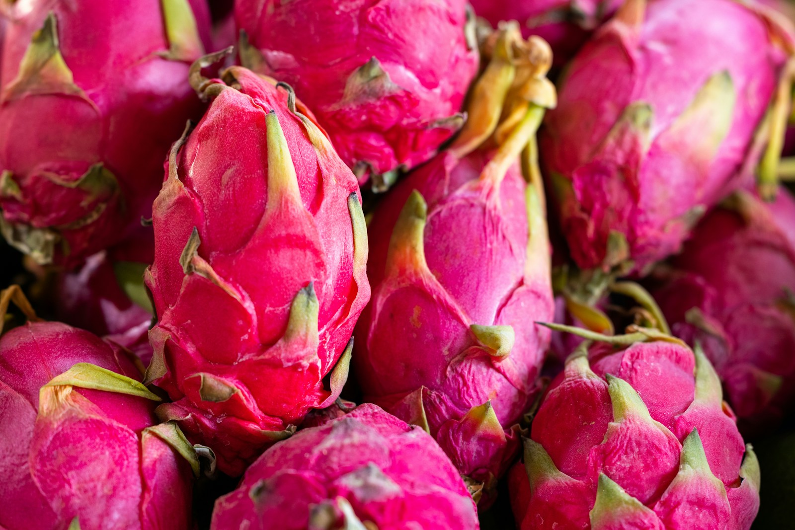 Pitaya (Dragon fruit) Trivia Questions and Answers Interact Blog