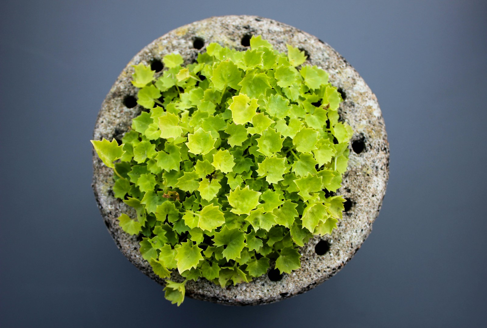 Plant Propagation Quiz Questions and Answers Interact Blog