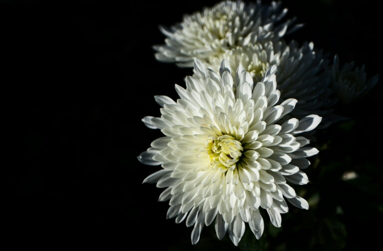 Chrysanthemum Trivia Questions and Answers Interact Blog