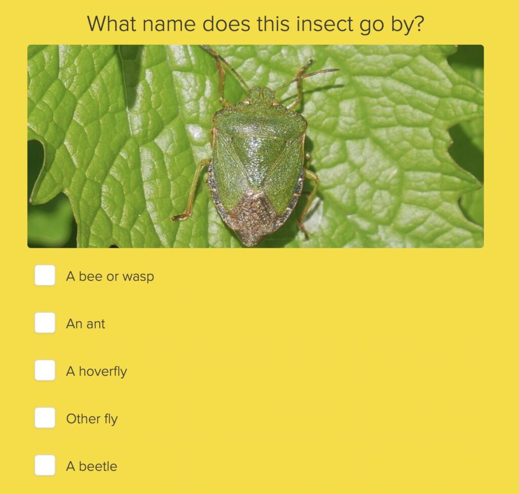 Natural History Museum Insect Quiz