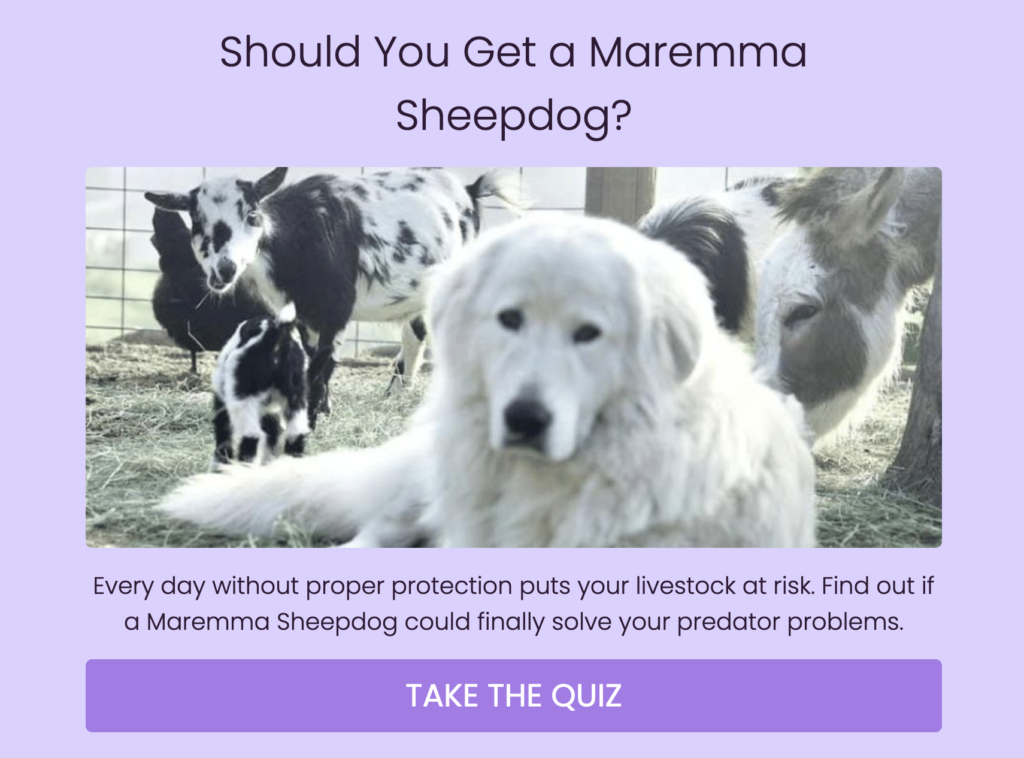 Prancing Pony Farm Maremma Quiz Cover