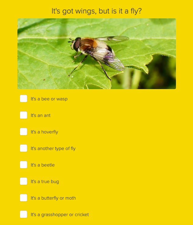 a representative insect-identification question with its answer choices